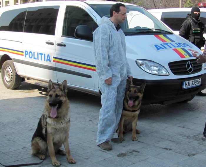 Câinii poliţişti sunt antrenaţi pentru misiuni deosebite foto: Claudiu Dumitrache