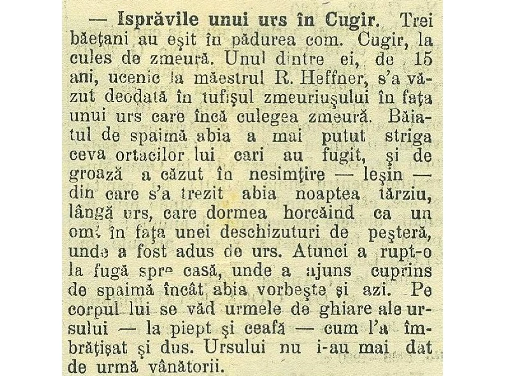 Povestea cu ursul de la Cugir, relatată de ziarul local FOTO Arhivele Naționale Alba