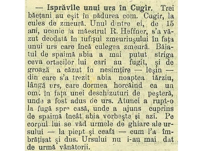 Povestea cu ursul de la Cugir, relatată de ziarul local FOTO Arhivele Naționale Alba