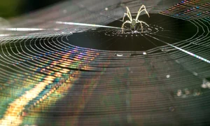 1 spider jpg jpeg