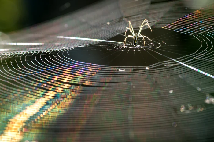 1 spider jpg jpeg