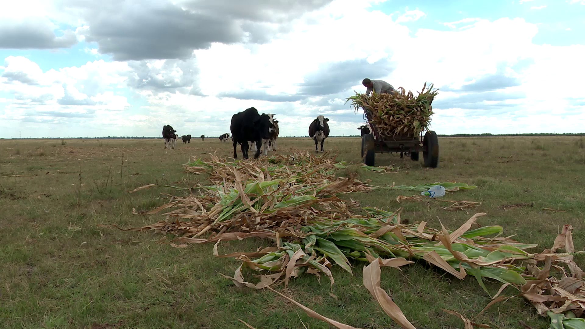 Vacile hrănite cu alge marine poluează mai puțin, au anunțat cercetătorii. Un gospodar român spune: “Nu te aștepta să o mirosi ca pe parfum” (VIDEO).