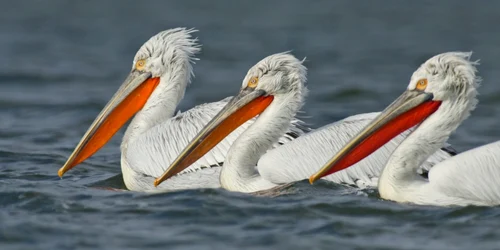 pelican cret foto pensiunea gigant fish