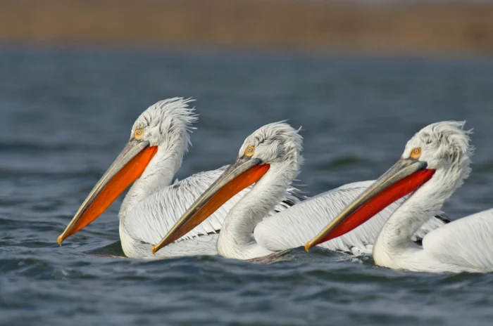 Pelican creţ foto: Pensiunea Gigant Fish
