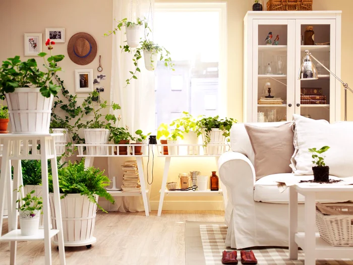 Lista cu plantele ce aduc ghinion în casăSURSĂ FOTO: casa-gradina.ro