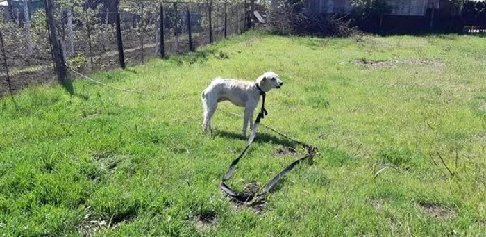 Câine ciobănesc ținut în lan și lăsat fără hrană FOTO: Ajutați-l pe Lăbuș