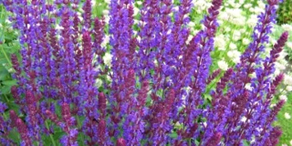 Biaplant