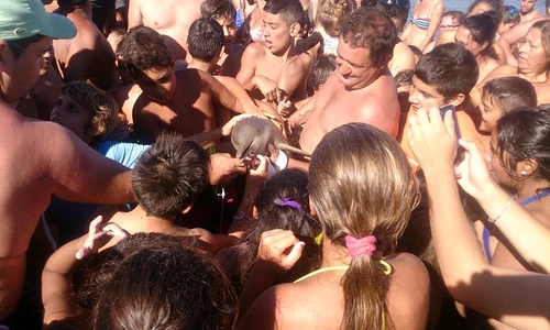 Turiștii s au înghesuit să se pozeze cu animalul marin jpeg