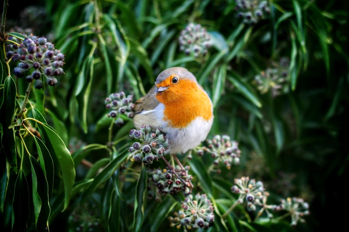 beak 1839689 1280 jpg jpeg