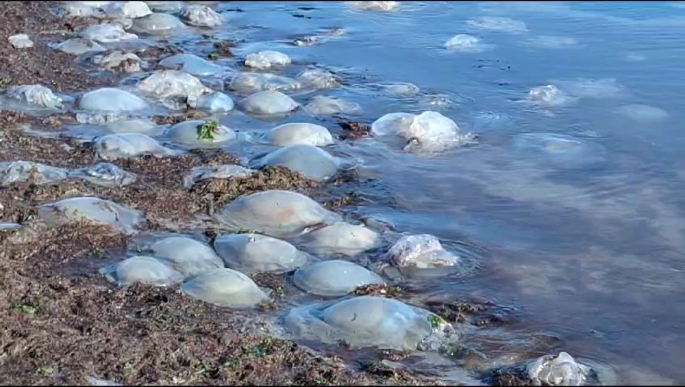 Meduze uriașe la țărmul plajei din Saturn. Sunt denumite „plămânul de mare“ VIDEO