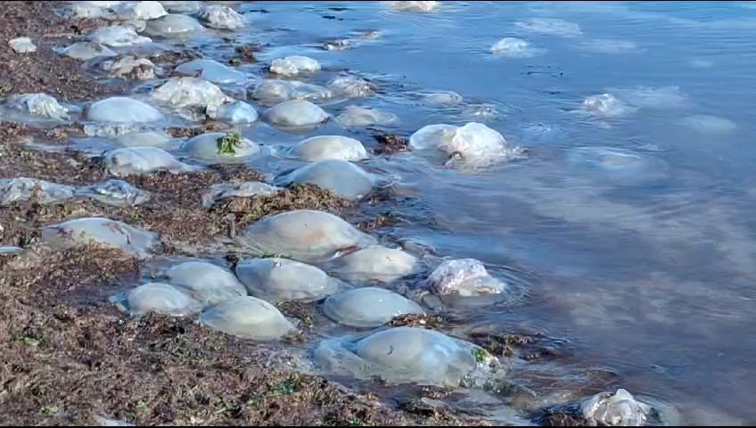 Meduze gigantice au ajuns pe plaja din Saturn. Fenomen numit "plămânul de mare". Vezi VIDEO! Meduze gigantice au ajuns pe plaja din Saturn. Fenomen numit "plămânul de mare". Vezi VIDEO!