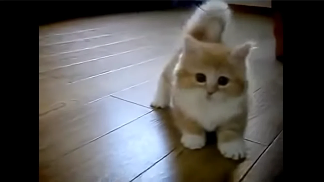 Munchkin. FOTO captură video Youtube
