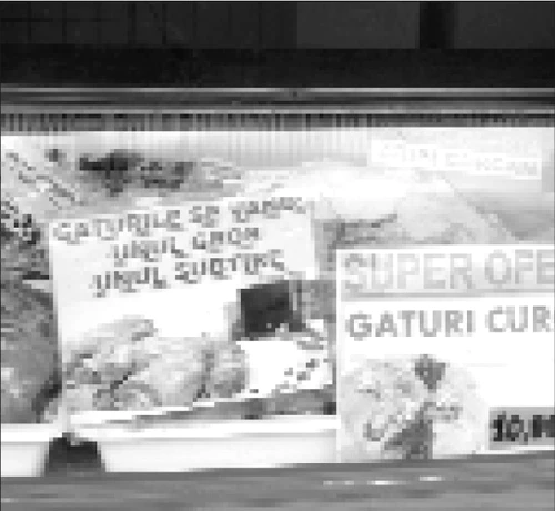 Gît subţire, gît gros de curcan – dezbatere publică şi management jpeg