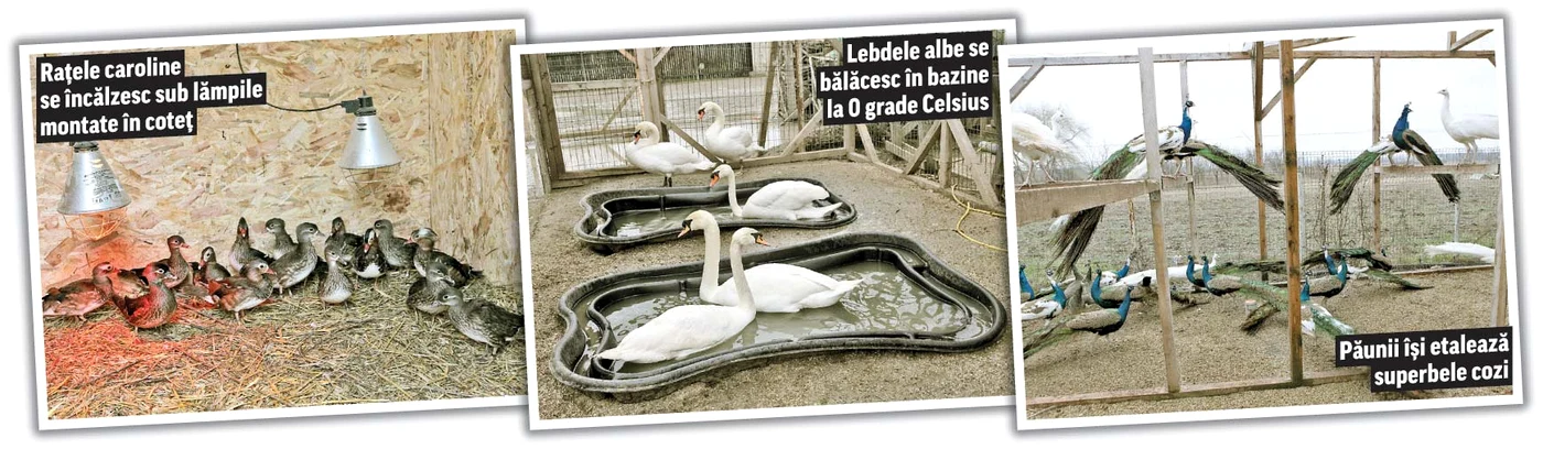 Păsări exotice