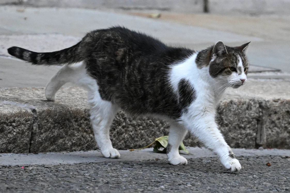 Larry, faimosul motan. FOTO: X/@Number10cat