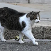 Larry motanul de pe 10 Downing Street Marea Britanie FOTO X/@Number10cat