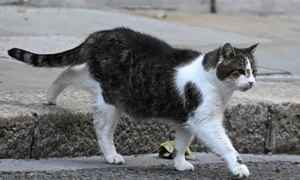 Larry motanul de pe 10 Downing Street Marea Britanie FOTO X/@Number10cat
