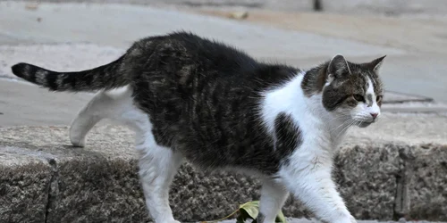 Larry motanul de pe 10 Downing Street Marea Britanie FOTO X/@Number10cat