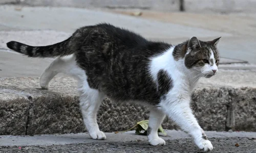 Larry motanul de pe 10 Downing Street Marea Britanie FOTO X/@Number10cat