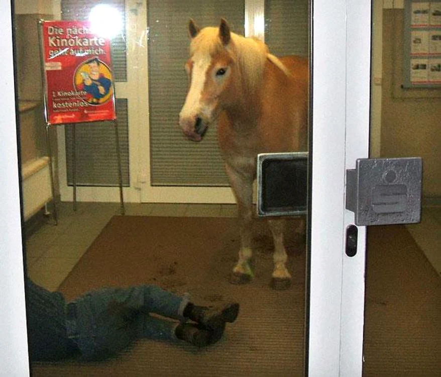 Oameni şi animale în cele mai bizare momente.