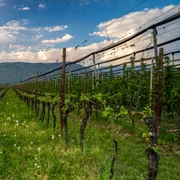 podgorie bolzano nord italia foto shutterstock