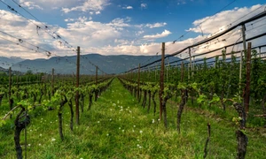 podgorie bolzano nord italia foto shutterstock