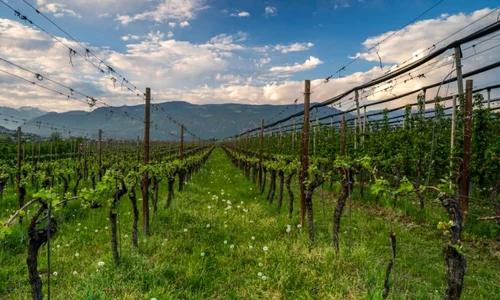 podgorie bolzano nord italia foto shutterstock