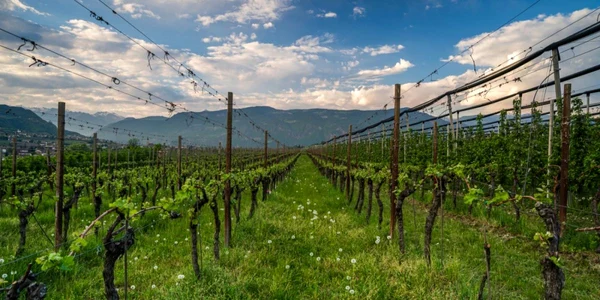 podgorie bolzano nord italia foto shutterstock