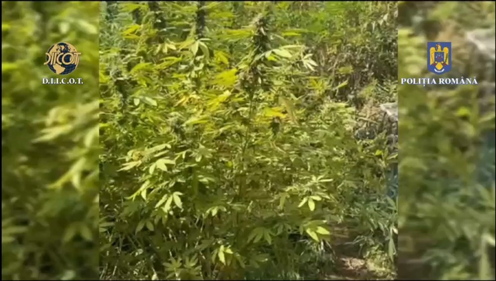 Gorjeanul care avea o cultură de canabis lângă termocentrala Rovinari, arestat preventiv. Cum a fost prins VIDEO