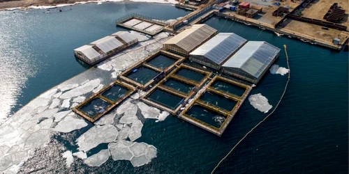 Balene tinute in conditii improprii FOTO TASS