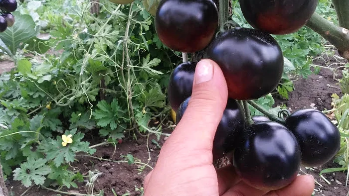 Roşiile negre au un gust aparte