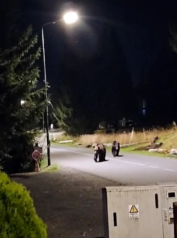 Urșii au ieșit la plimbare prin Poiana Brașov foto: Click!