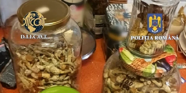 borcane cu ciuperci halucinogene Foto Poliția Română jpeg