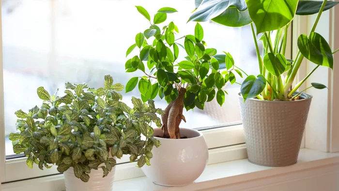 Aceste plante de apartament cu siguranță nu au ce căuta pe pervazul ferestrei!