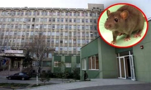 1 49083 original jpg jpeg