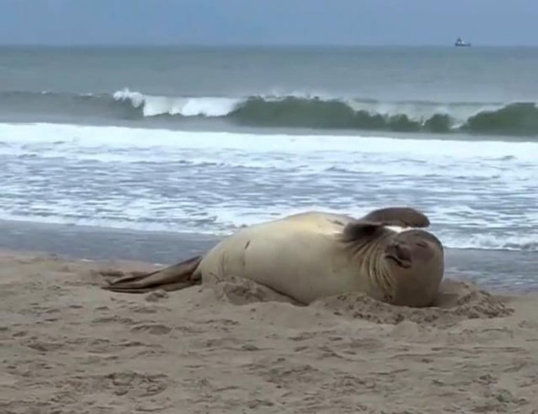 Animalul uriaș care a apărut pe nisipul unei plaje celebre. Apariția neașteptată a uimit turiștii și a atras zeci de curioși