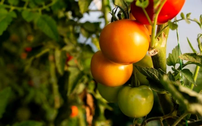 
    Liviu Baltă, un fermier clujean susţine că sistemul de sonorizare  din seră e secretul gustului special al produselor sale  