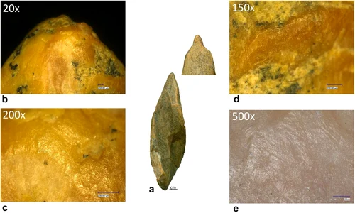 Unelte din os cu capete lustruite, zgârieturi și muchii uzate ddescoperite la Abri 122/1200 (© Mărgărit et al., Journal of Quaternary Science 2026)