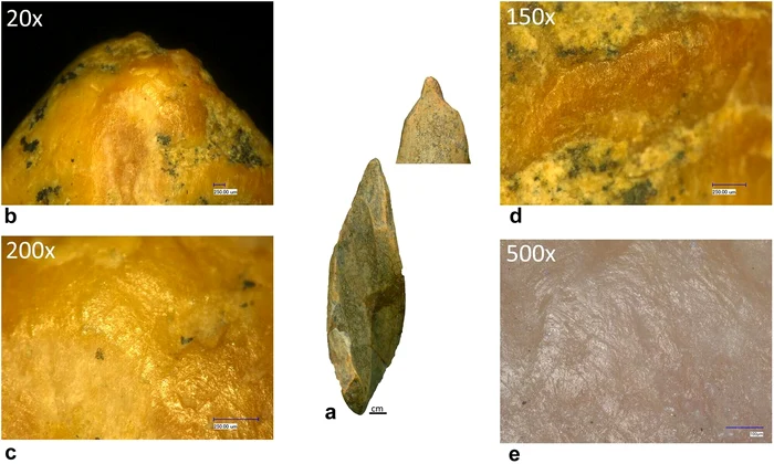 Unelte din os cu capete lustruite, zgârieturi și muchii uzate ddescoperite la Abri 122/1200 (©  Mărgărit et al., Journal of Quaternary Science 2026)