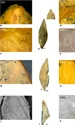 Unelte din os cu capete lustruite, zgârieturi și muchii uzate ddescoperite la Abri 122/1200 (© Mărgărit et al., Journal of Quaternary Science 2026)