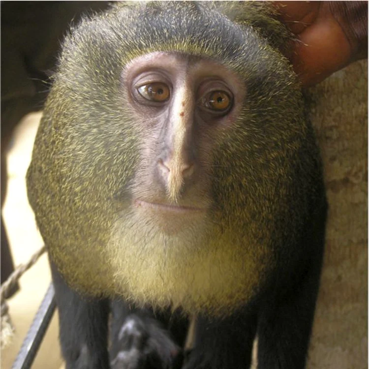 
    Lesula, noua specie de maimuţă descoperită în Africa (Foto: Reuters)  