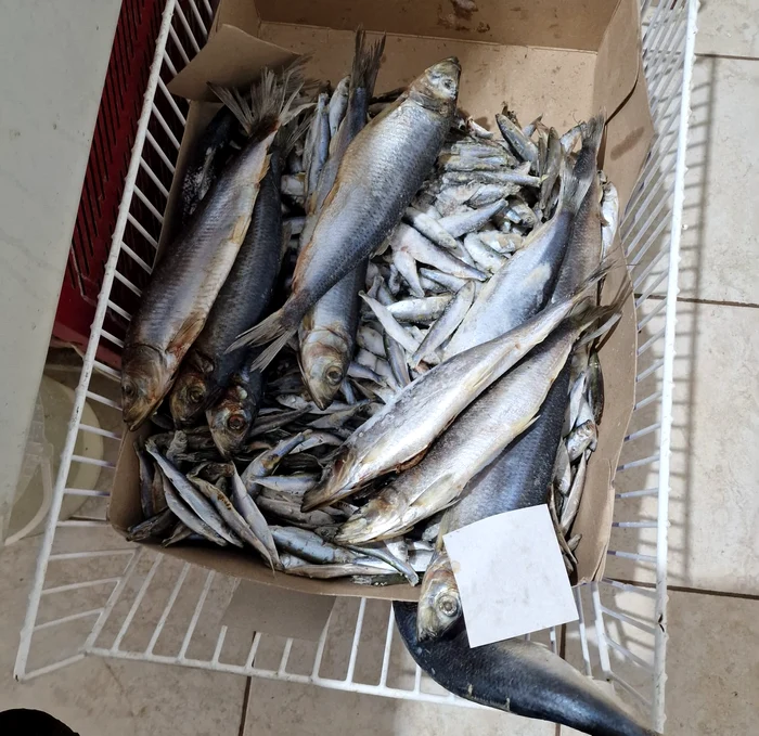 Atenție la peștele cumpărat în această perioadă! Foto: Arhivă 