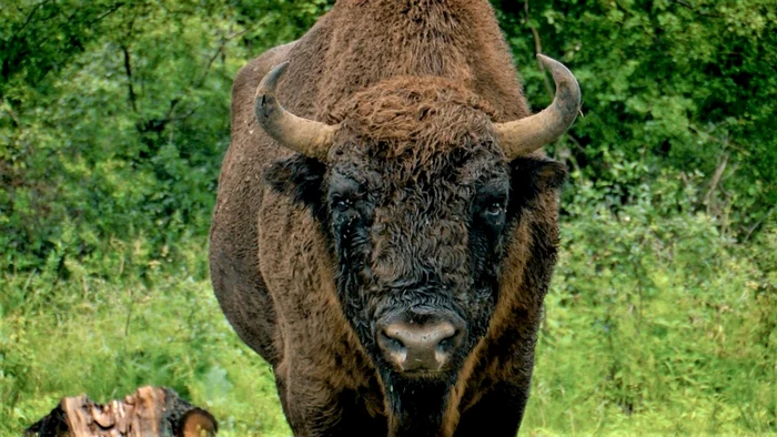 Zimbrul este cel mai mare animal terestru din Europa FOTO: Arhiva