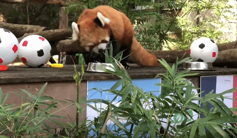  Un panda roșu „prezice“ cine câștigă Cupa Mondială din Qatar VIDEO