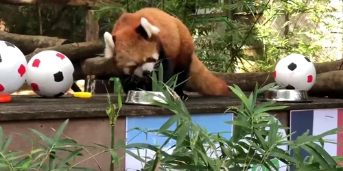 Panda Independent UK jpg