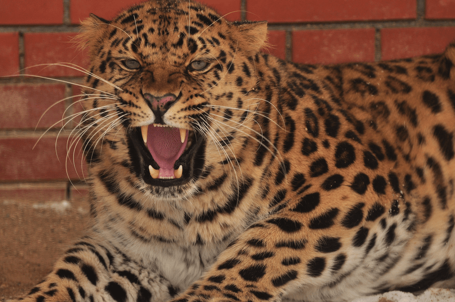 Un leopard a intrat într-un tribunal din India şi a atacat şase persoane
