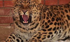 Leopard FOTO Shutterstock 