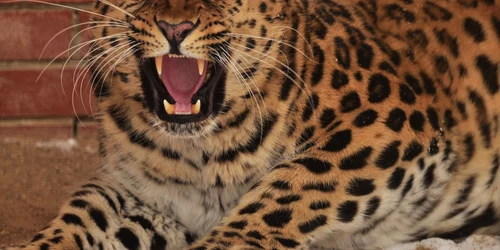 Leopard FOTO Shutterstock