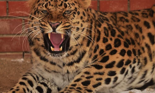 Leopard FOTO Shutterstock 