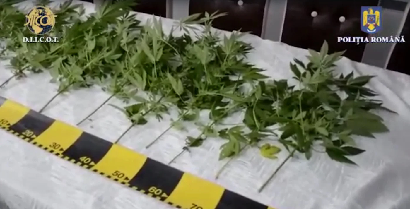 Planetele de cannabis erau cultivate în ghivece Foto: Captură DIICOT